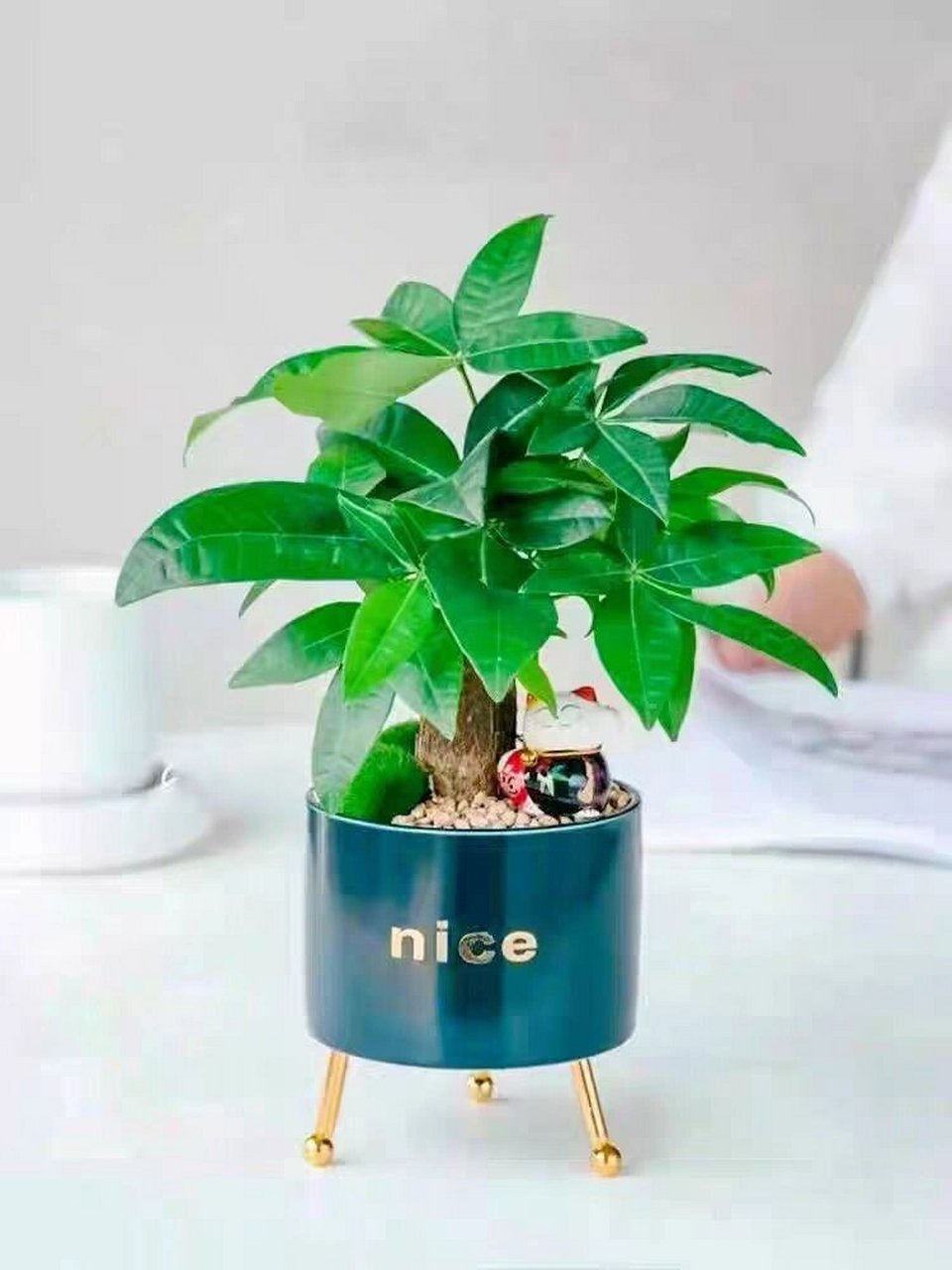家居十大风水植物