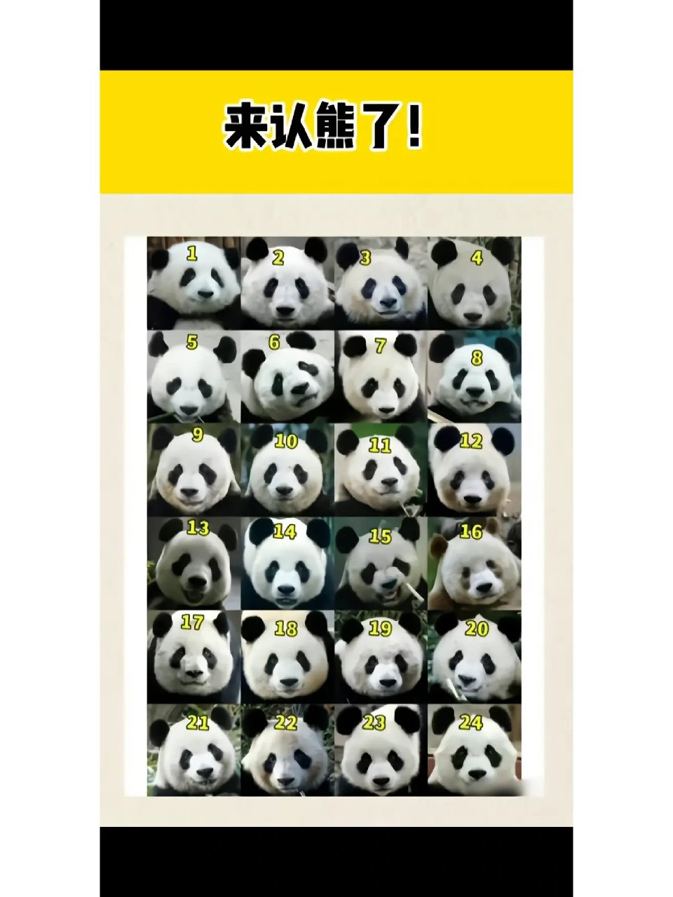 科普展现:熊猫名字（我国所有大熊猫名字）