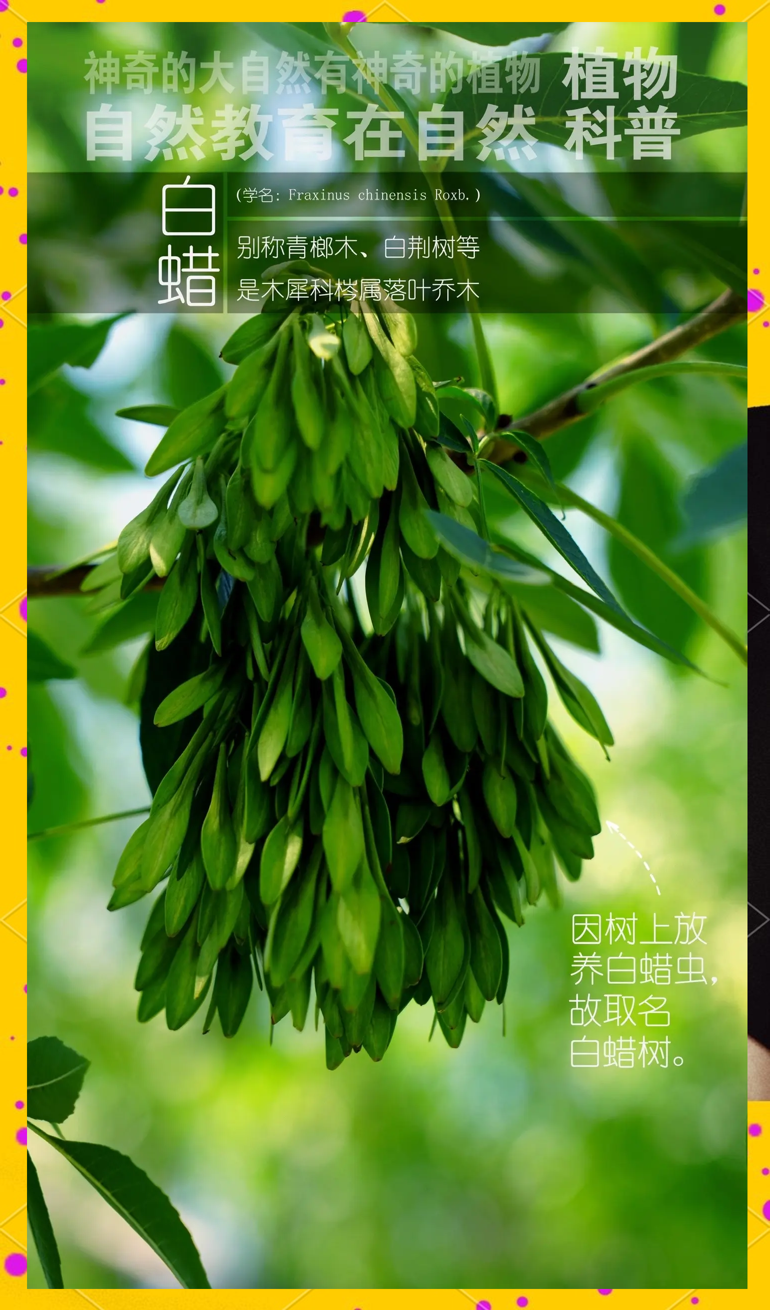 科普展现:树名字（树名字大全 名称）