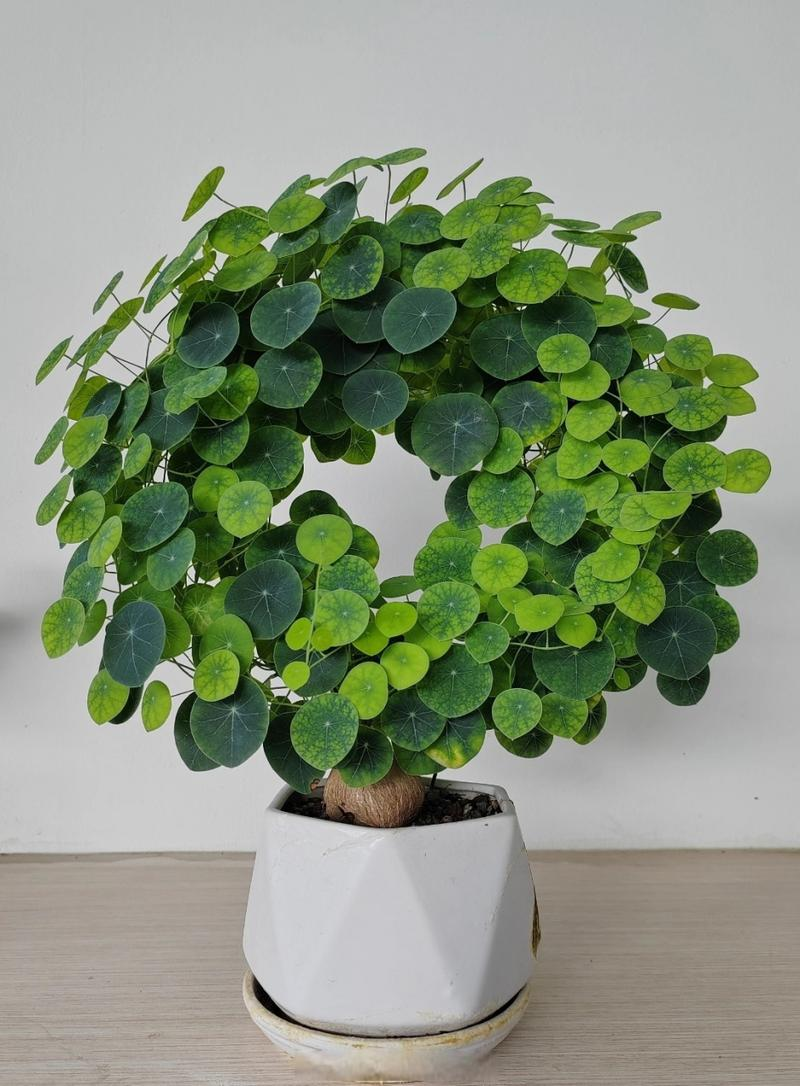 科普展现:招财旺宅植物（旺宅发财的植物）