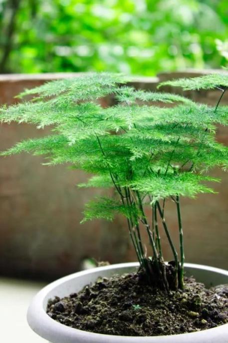 关于旺学业植物的信息