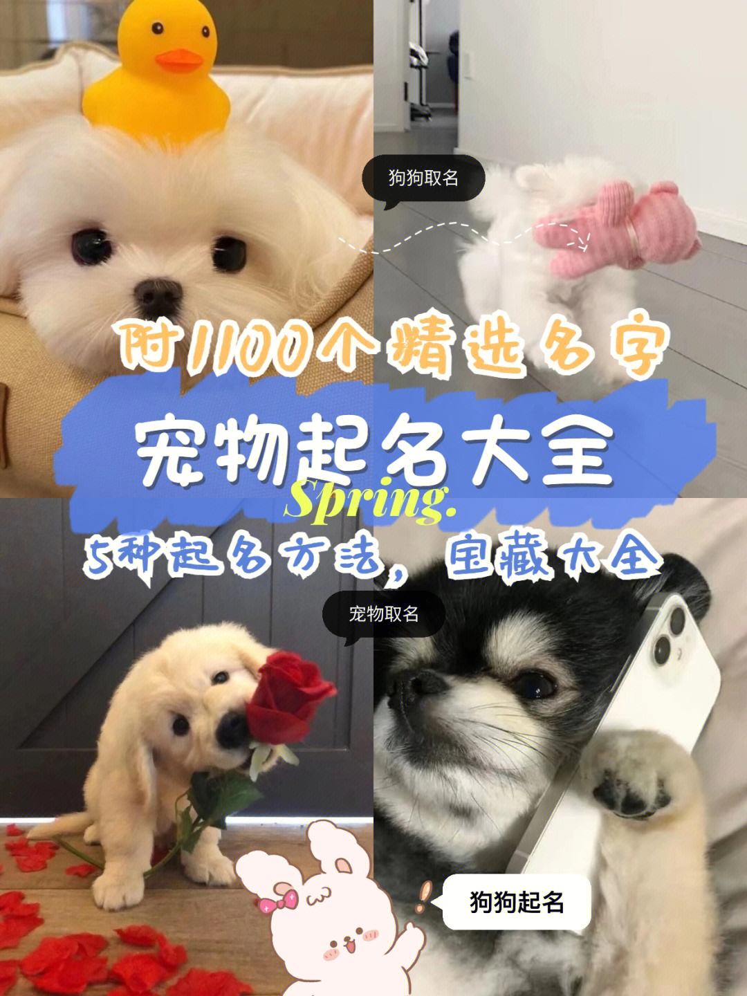 狗狗起名大全男狗