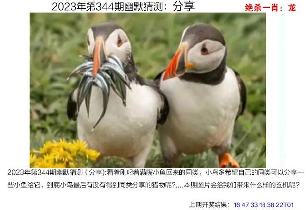 澳门小鱼儿资料免费大全正版,奥门小鱼儿资料