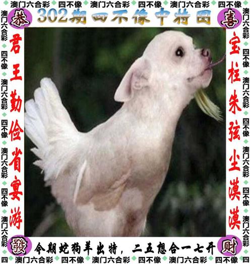 家婆2024年一肖一码正式资料,家婆2024年一肖一码正式资料一春一秋不开花